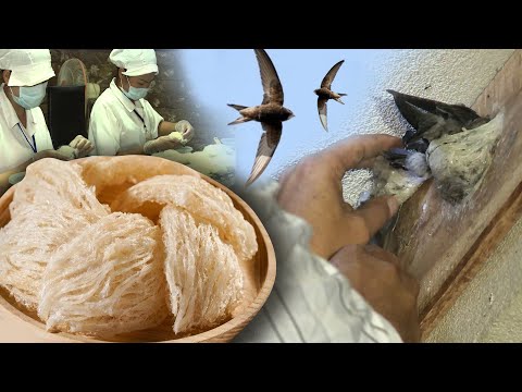 The Process of Harvesting and Processing Bird's Nests in Vietnam | Vietgreen Farm