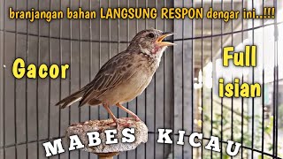 Download lagu Branjangan bahan LANGSUNG NYAUT dengar branjangan parva gacor ini || Pancingan Branjangan Ampuh mp3