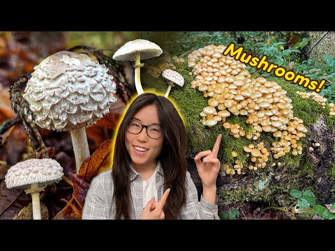 Wild Mushroom Adventures! We find edibles too 😍