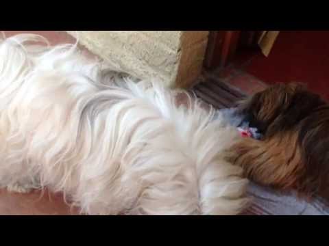 Perros tomando yogurt