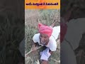 నువ్వెంత నీ పీకుడెంతనే Short Comedy Comedyvideo Shortsvideo 