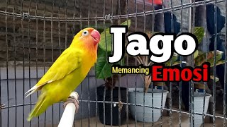 Download lagu Lovebird Ngekek Panjang JAGO Memancing Emosi, COCOK Buat Pancingan Lovebird agar CEPAT BUNYI mp3
