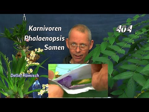 , title : 'Phalaenopsis die Vorbereitung zur Aussaat der Orchideen und Karnivoren?'