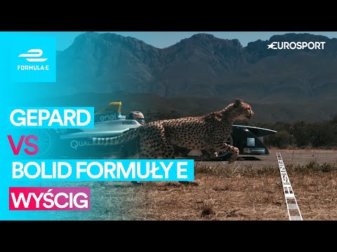 Gepard kontra bolid Formuły E - czy najszybsze zwierze świata wygra wyścig z pojazdem elektrycznym?