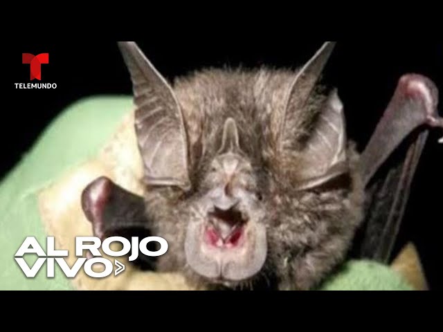 Vídeo relacionado con Extraño e inusual murciélago de Halloween 80s 90s Camiseta