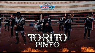 Video Torito Pinto de Banda M1