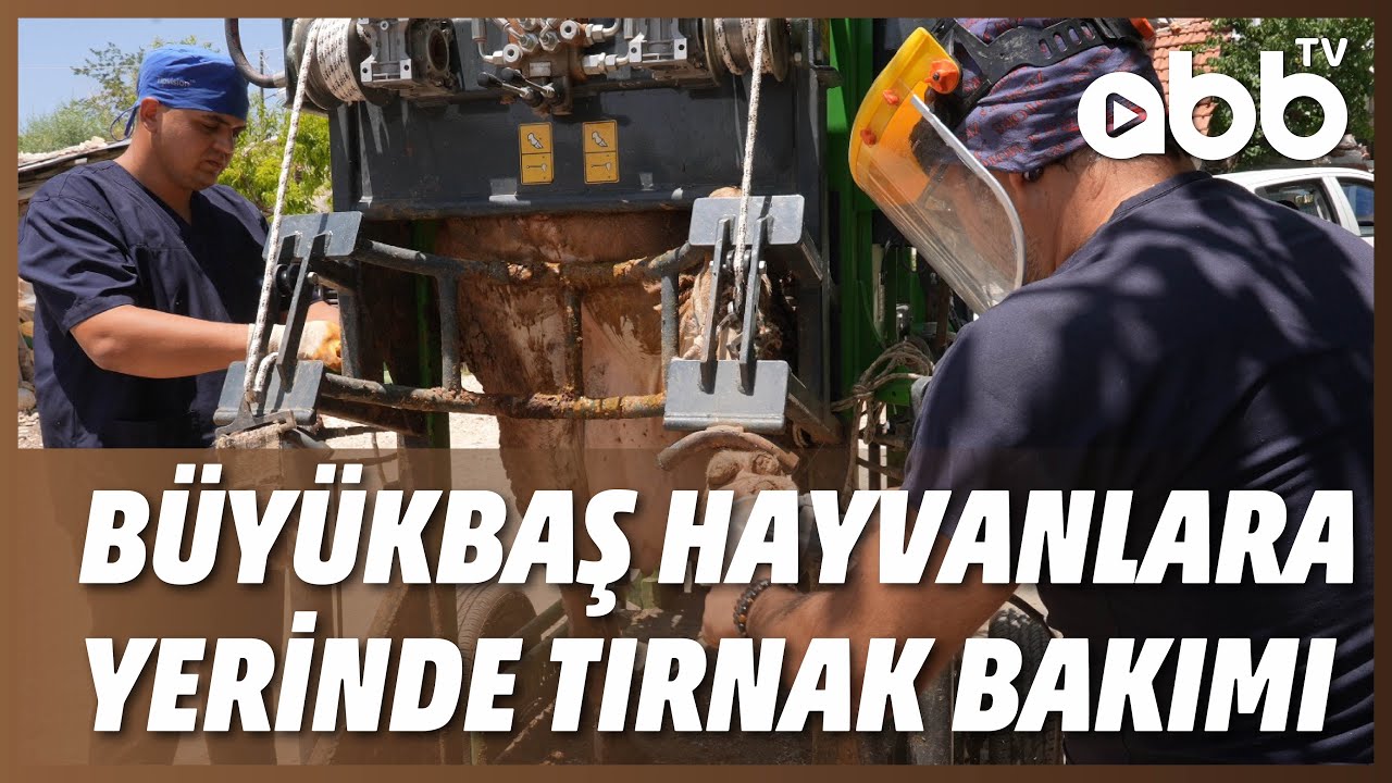 BÜYÜKBAŞ HAYVANLARA YERİNDE TIRNAK BAKIMI