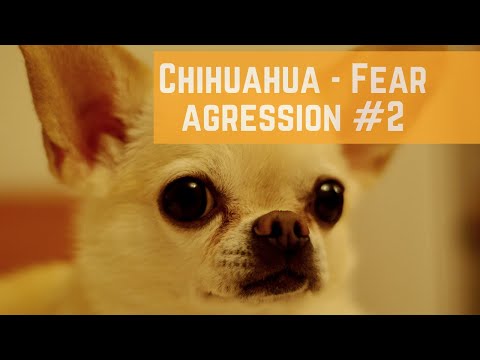 The Balanced K-9, LLC video.