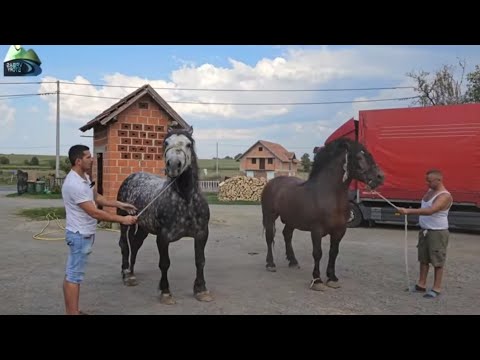 Farma kod Denisa sad broji preko 150 konja, AS dominira 🐴