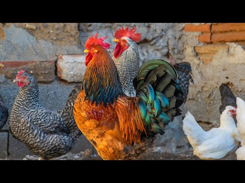 Best Of Rooster Crowing Compilation 2023 | Different Roosters |