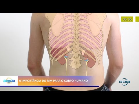 Importância do Rim para o corpo humano 11 03 2021