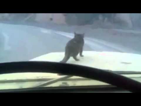 truck surfing kitty 2