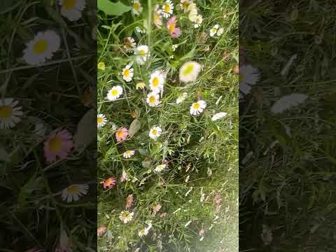 #song #love #flowers#nature