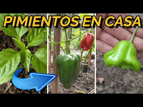 , title : '🌶 5 CONSEJOS 🌶 para Tener CIENTOS De PIMIENTOS -AJIES -CHILES en CASA! |  Cultivo de Pimientos'