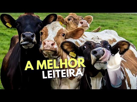AS MELHORES VACAS LEITEIRAS - TOP 5