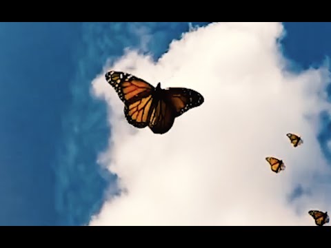 GASHI - BUTTERFLIES