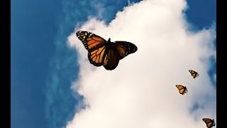 Butterflies Music Video