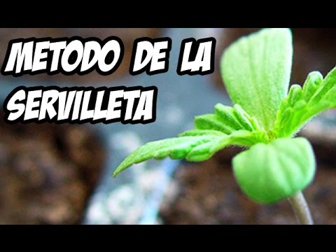Método de la servilleta para germinar