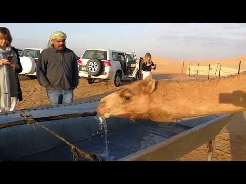 Kamel trinkt Wasser in der Wüste von Abu Dhabi 13.02.2019