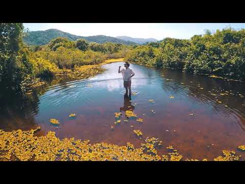 Témé Tan - Coups de griffe (Official Music Video)
