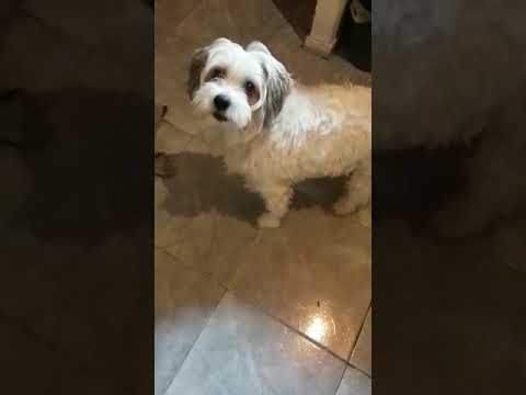 MONITA! O CUANDO SE TE CHIFLA LA HIJA. JAJAJA