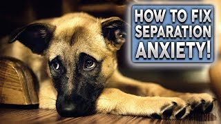 SEPARATION ANXIETY IN DOGS! How To Fix Separation Anxiety In Your Dog!