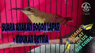 Download lagu SUARA PIKAT DUA KOMBINASI ANAKAN SOGON LAPAR   INDUKAN BETINA #suarapikatsogon mp3