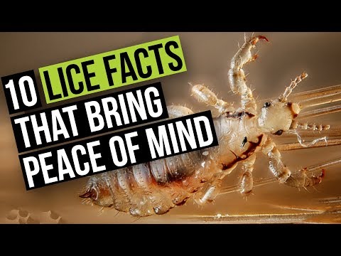 10 Things About Head Lice that WILL Put Your Mind at Ease
