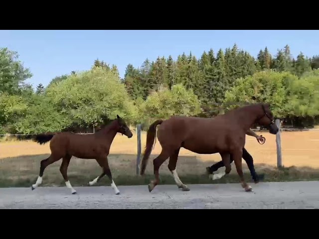 Joli poulain FM de l'ann&eacute;e 