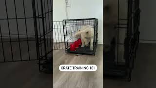 How to Crate Train your Puppy