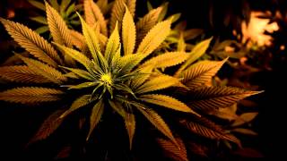 Ward 21 feat. Marcy Chin & Deewunn - Mic Magician (Krak In Dub Remix)