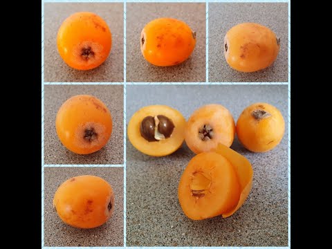 Niesplik japonski(lokva, eriobotriya japonska , shesek, nispero, nispola)