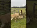 Hilarious Alpacas LOVE Jumping Over Puddles!