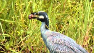 Yellow-crowned Night-Heron Gobbles Down Crawdad