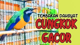 Download lagu MASTERAN SUARA CUCAK CUNGKOK GACOR TEMBAKAN DAHSYAT DIJAMIN TEPAT SASARAN mp3 Download lagu MASTERAN SUARA CUCAK CUNGKOK GACOR TEMBAKAN DAHSYAT DIJAMIN TEPAT SASARAN mp3