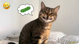 Funny Dogs & Cats Live Stream | Part 13