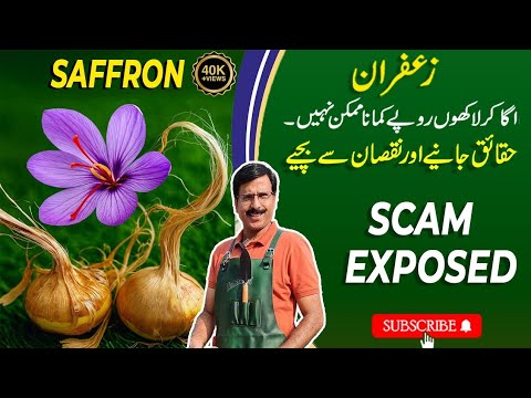 Saffron Scam exposed | Growing "SAFFRON" for earning | Real Facts | Gardening With Javed Iqbal