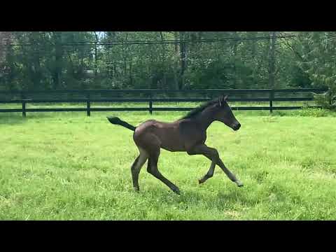 *** SOLD***   2020  COLT by "SECRET"  !