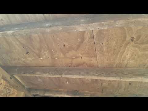 Wooden Storage Shed Infested with Carpenter Bees in Rumson, NJ