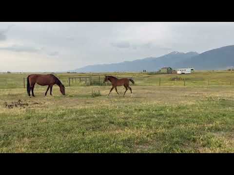 Montana Horse Progress Days - Saturday, August 2, 2025 - Moore, MT