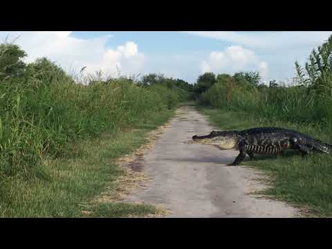 Circle B Bar Reserve || Gator crossing trail