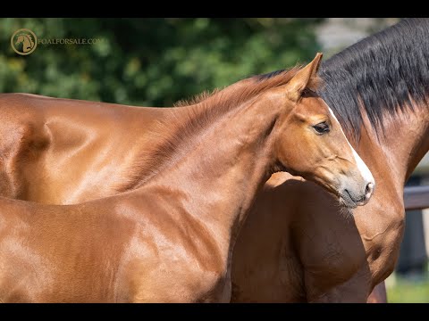 SOLD: Stallion 2021 - Kjento x Florencio x Voltaire