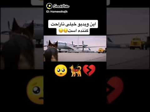 cut dogs good job caring your self