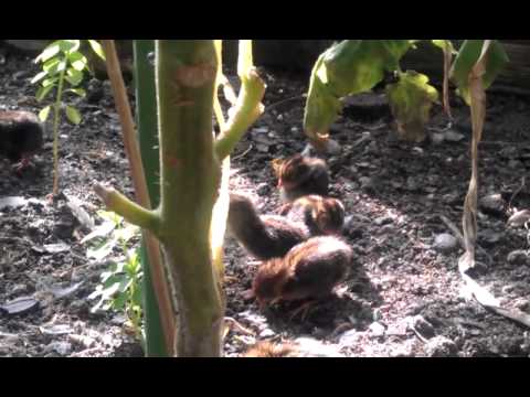 , title : 'Kinesisk dværg vagtel i drivhus med 11 kyllinger. 14 September 2013 Video 2'