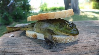 Making a FROG Sandwich - Catch n&#39; Cook Bullfrogs!