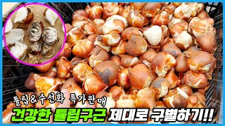 추식구근 가장 많은 질문 5가지!! 튤립&수선화 구근 특가판매!!