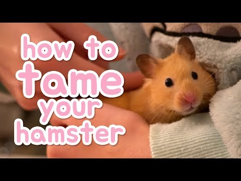 image-What are short haired hamsters called?
