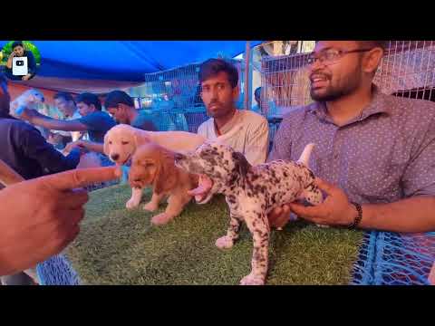 RECENT DOG PUPPIES PRICE UPDATE | GALIFF STREET DOG MARKET KOLKATA | CHEAPEST PRICE | DOGS