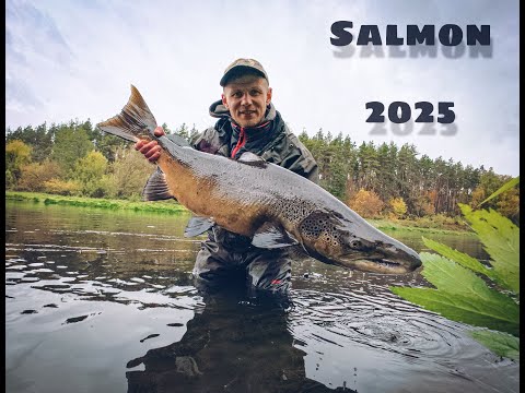 King of Neris: SALMON ( 2025 )