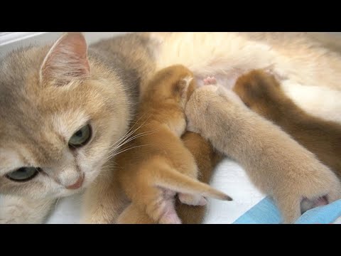 Kitten Leo's Journey to Drink Milk || 8th day after birth